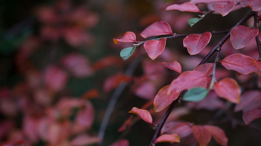 Red Leaf Plant, blur, close -up, colors, environment, green, growth HD wallpaper