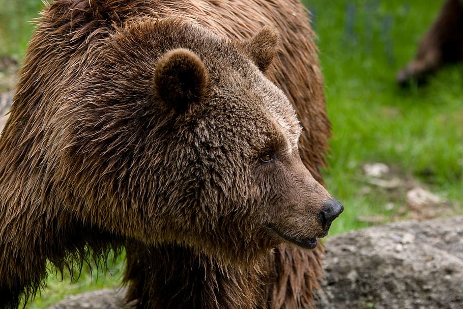 grizzly bear standing near grass field, animal, zoo, brown bear HD wallpaper