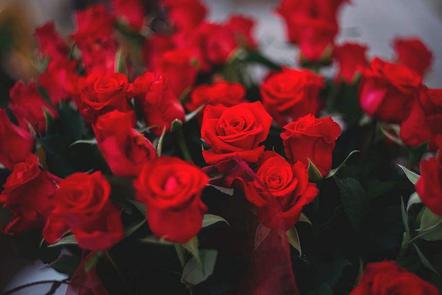 red, roses, flowers, bouquet, beauty, flowering plant, beauty in nature HD wallpaper