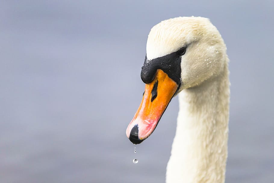 swan, bird, head, nature, lake, wildlife, one animal, animals in the wild HD wallpaper