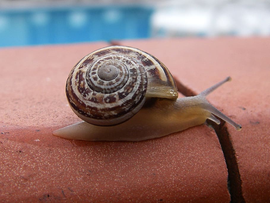snail, spiral, shell, mollusk, gastropod, animal wildlife, invertebrate HD wallpaper