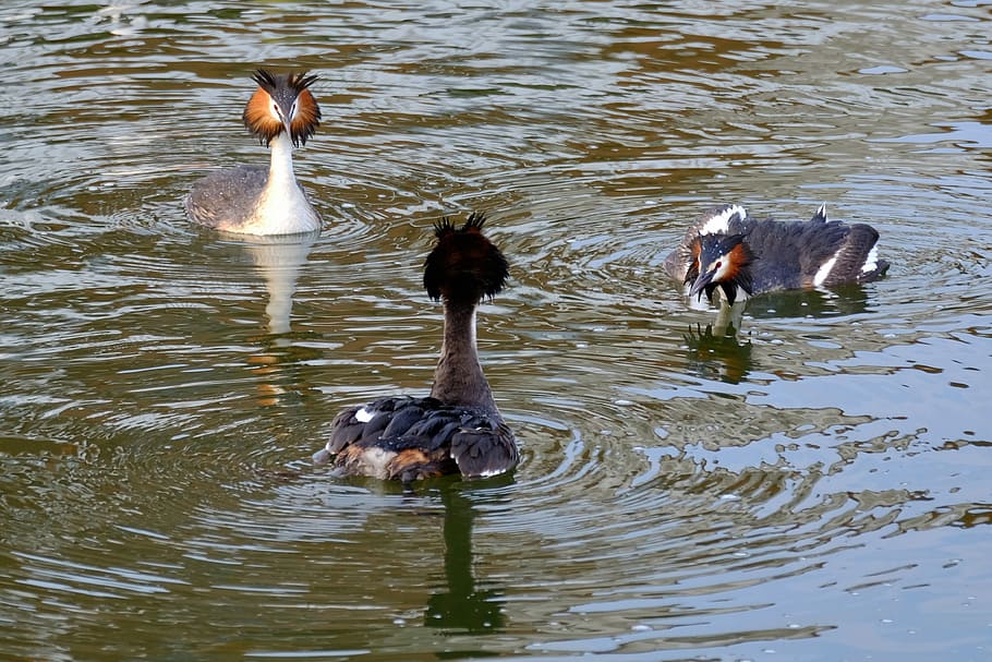Great Crested Grebe, Water Bird, Balz, courtship fights, nature, HD wallpaper