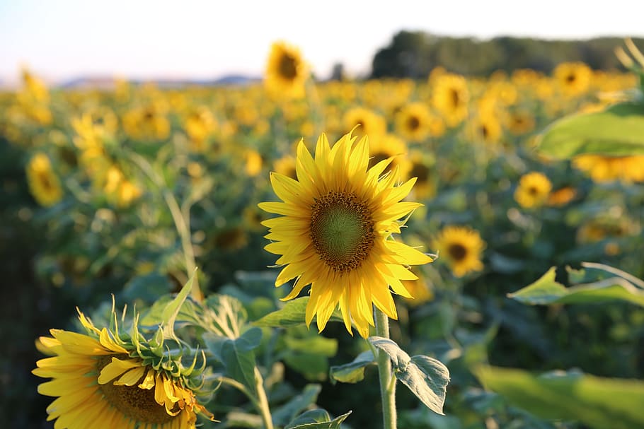 Sunflower, Provence, Light, yellow, plant, field, flower head HD wallpaper