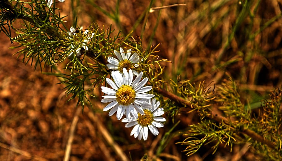 nature, flower, daisy, macro, plant, flowering plant, beauty in nature HD wallpaper