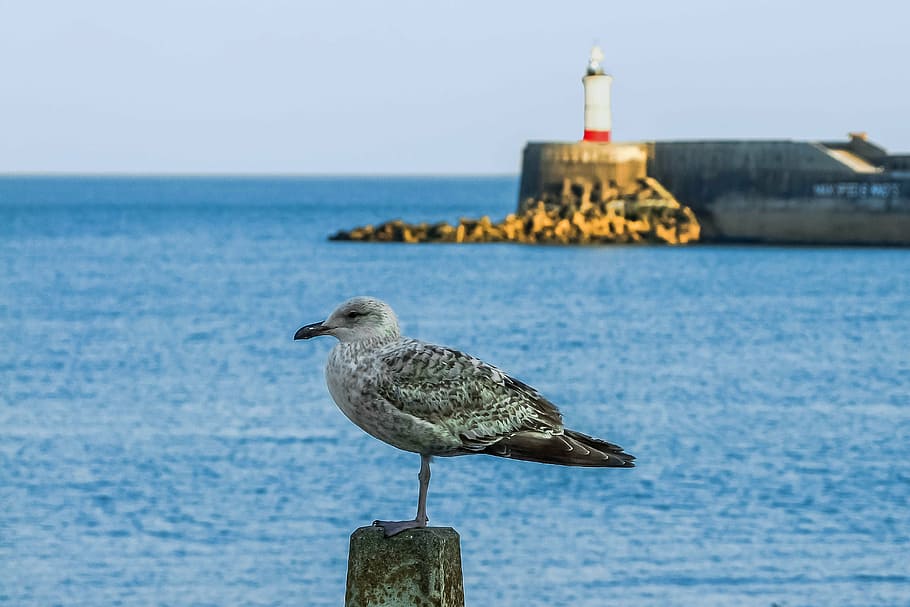 newhaven, coast, seagull, lighthouse, bird, coastline, nature HD wallpaper