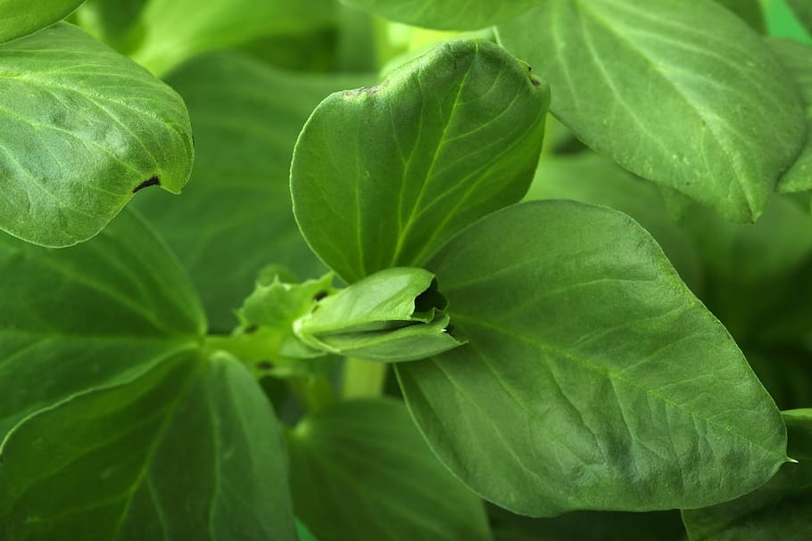 background, bean, food, fresh, green, growing, leaf, leaves HD wallpaper