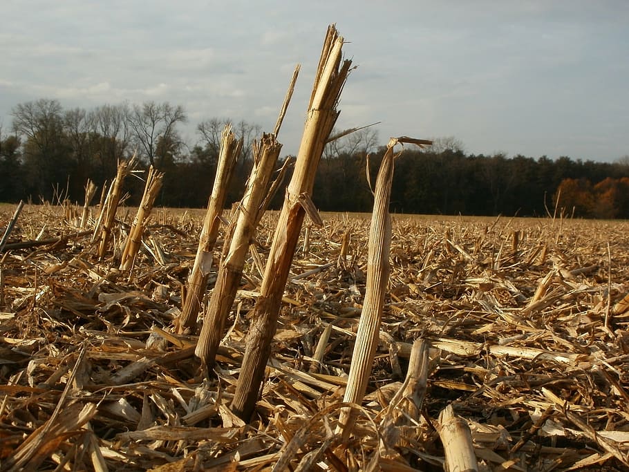 harvested, field, corn, maize, stalks, remains, agriculture HD wallpaper
