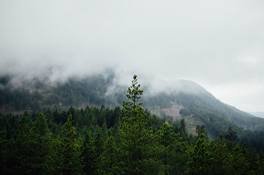 mountain, pine tree, natural, plant, scenics - nature, forest HD wallpaper