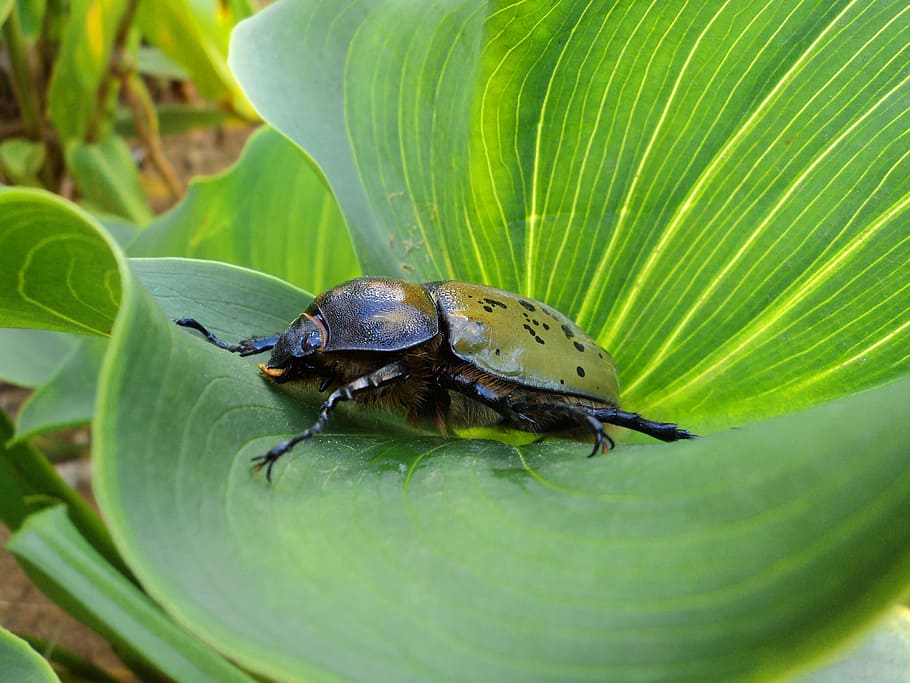 beetle, insect, animal, leaf, plant part, animal wildlife, green color HD wallpaper