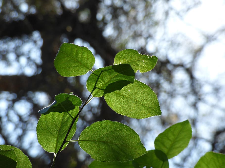 leaf, plant, bouquet, against light, green, tree, sun, nature HD wallpaper