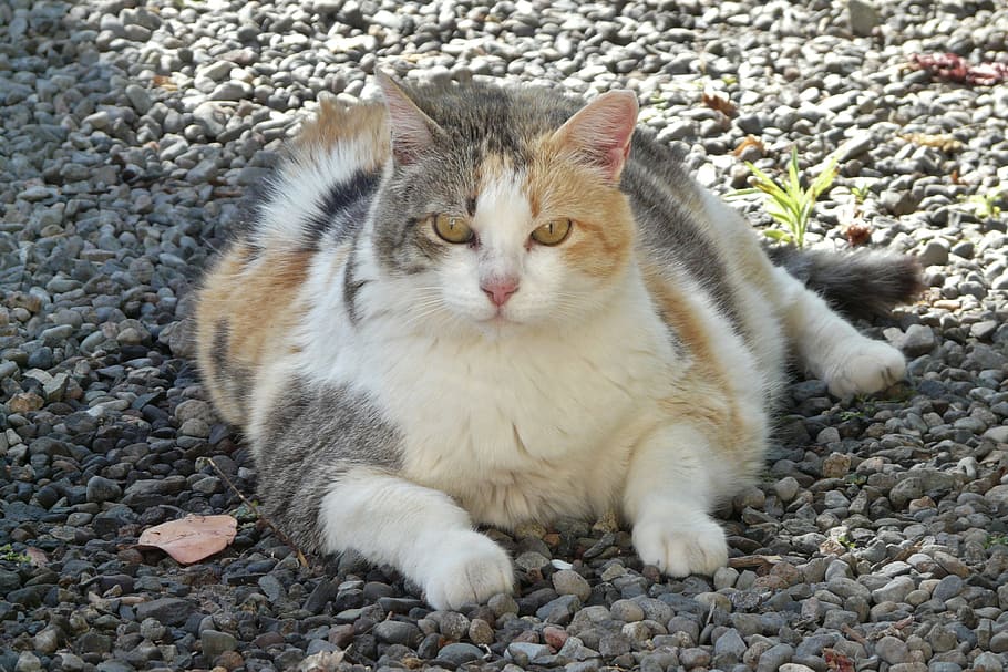 white and silver cat lying stone ground, lucky cat, fat, lazy HD wallpaper