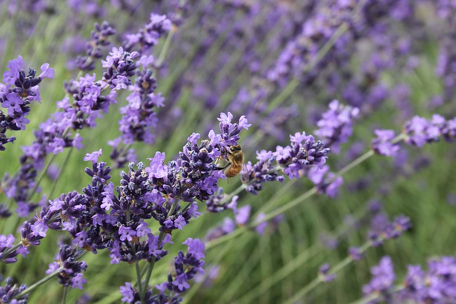 purple flowering plants, bee, lavender, oregon, insect, nature, HD wallpaper