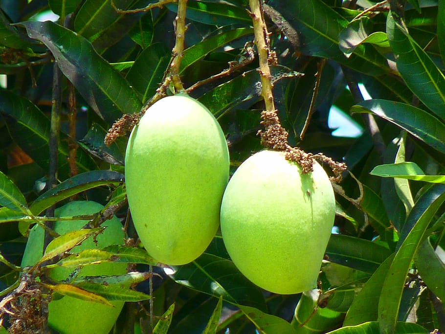 green mango, Fruit, Tree, Juicy, delicious, food, exotic, green color