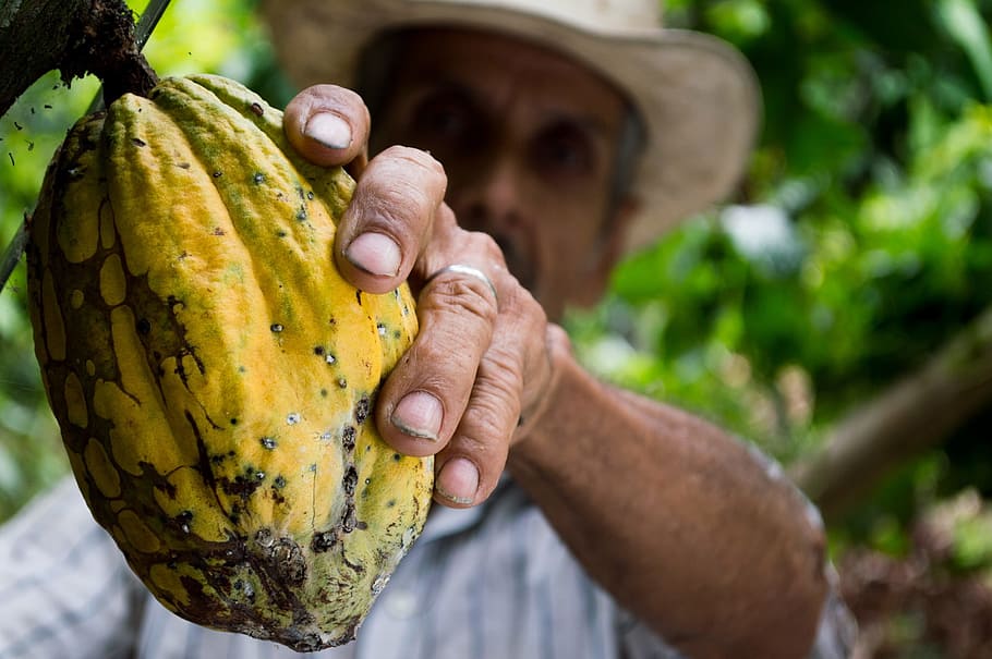 person holding yellow fruit, cocoa, man, colombia, peasant HD wallpaper