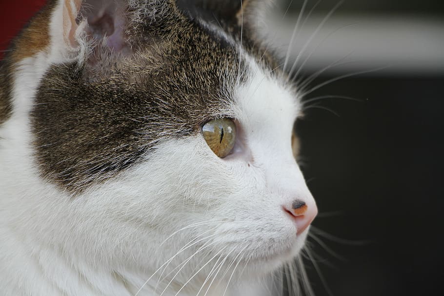 cat, adidas, mackerel, portrait, domestic cat, animal themes HD wallpaper