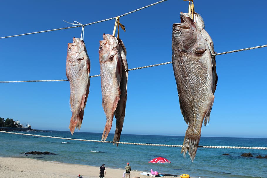 fish, sea, dry, water, sky, fishing, animal, beach, nature HD wallpaper
