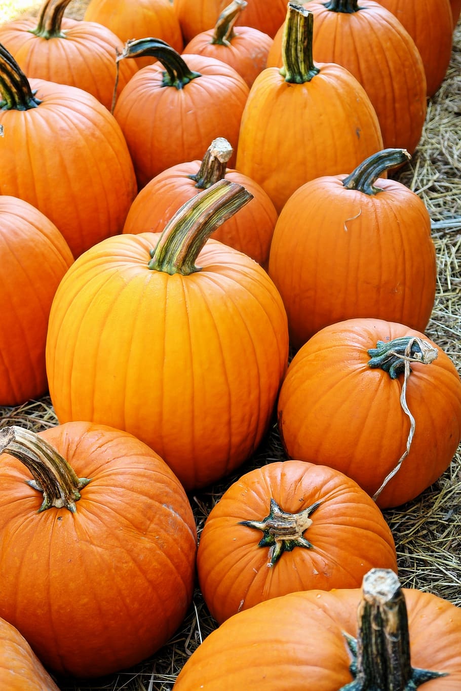 orange, pumpkin, fall, holiday, autumn, halloween, thanksgiving HD wallpaper