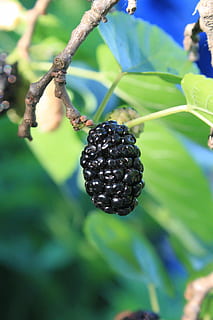 black, fresh, morus, mulberry, nigra, ripe, tree, fruit, healthy eating HD wallpaper