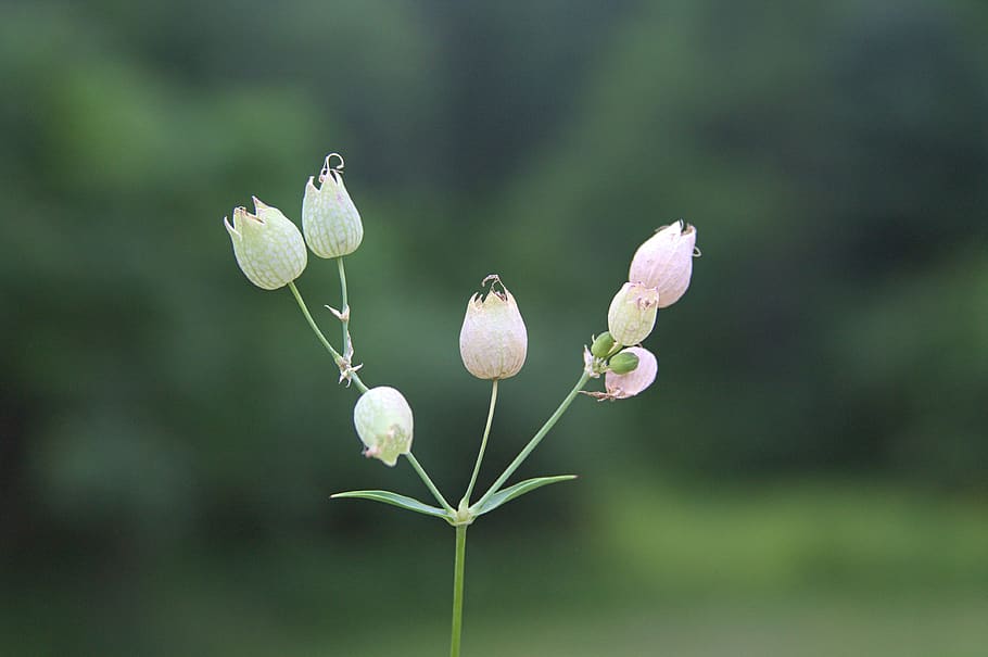 small, flower, nature, summer, plant, beauty in nature, focus on foreground HD wallpaper