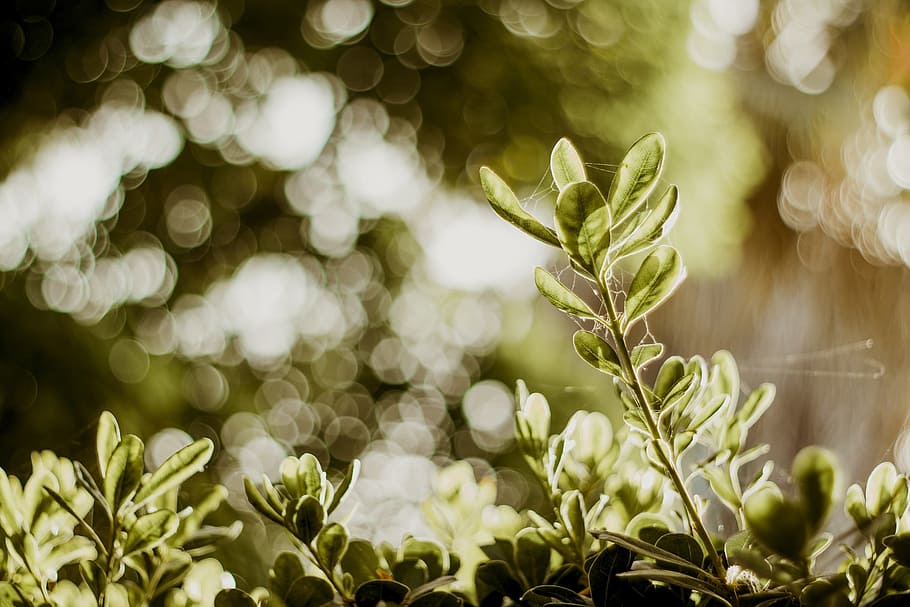 beautiful, blur, blurry, bokeh, close-up, focus, growth, leaves HD wallpaper
