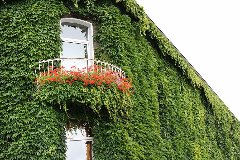 ivy, facade, ivy leaf, window, climber, hauswand, wall, fouling HD wallpaper