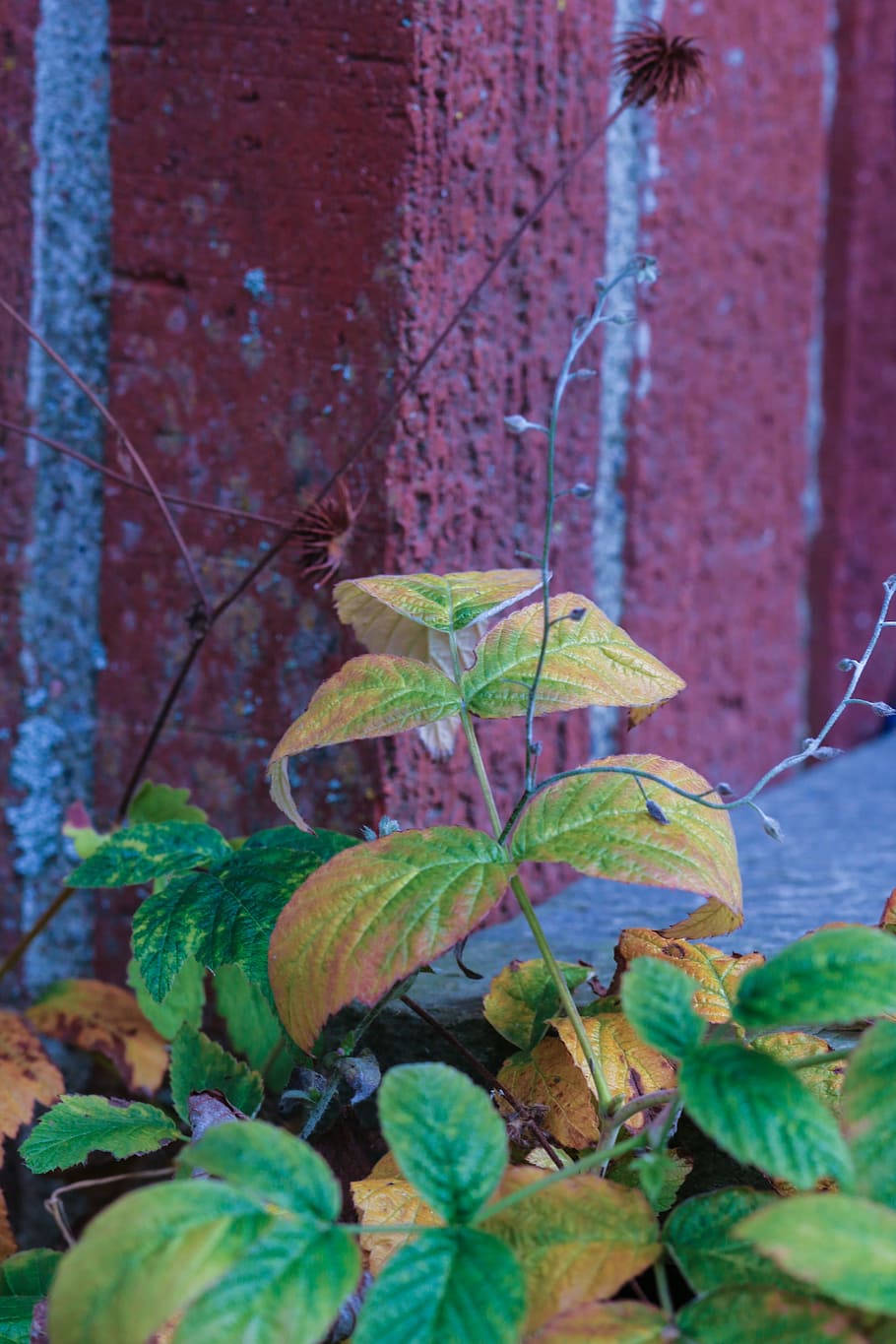 plant, leaf, autumn, moss, nature, plant part, growth, day HD wallpaper