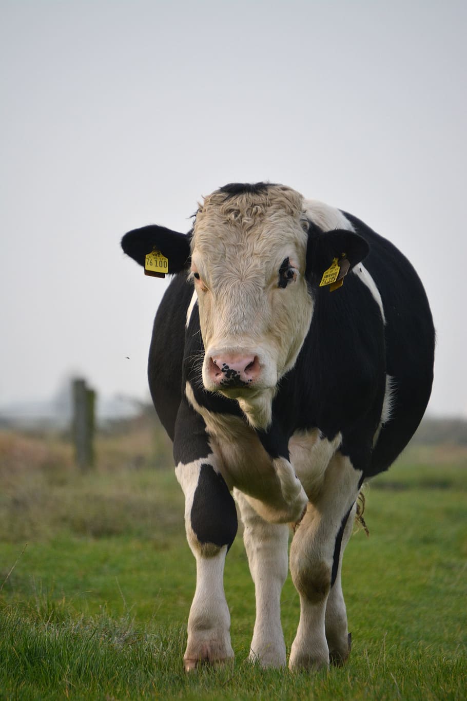 beef, cow, animal, face, cute, domestic, animal themes, domestic animals HD wallpaper