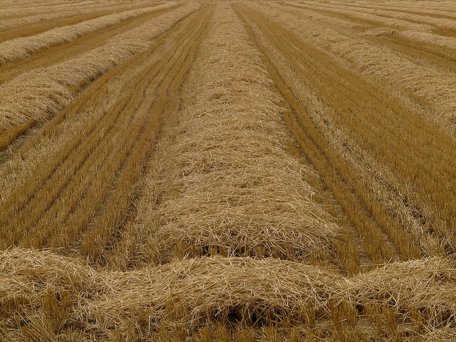 Glean, Stubble, Harvest, Cereals, Stalk, halme, agriculture HD wallpaper