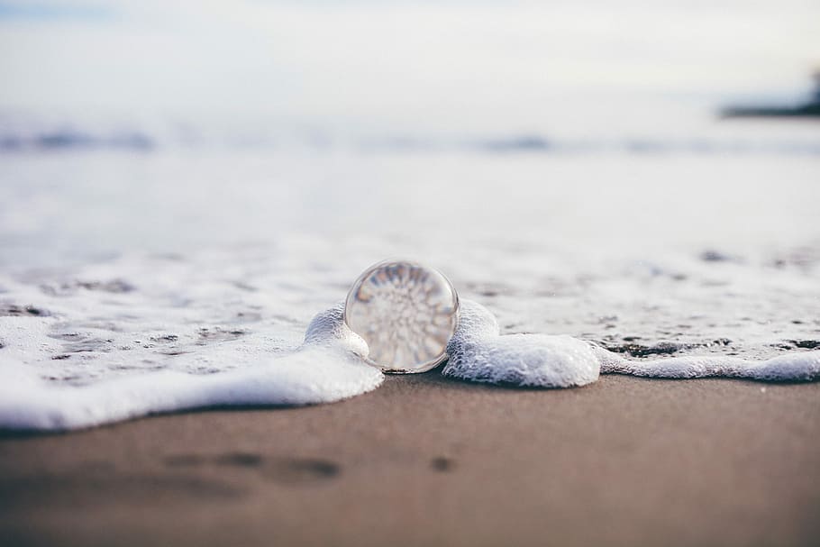 Tide, shallow focus photography of white shell at beach, sand HD wallpaper