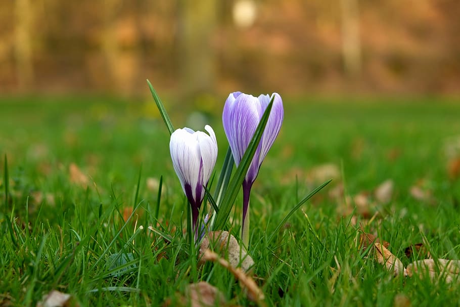 purple crocus flowers on green grass selective-focus photography HD wallpaper