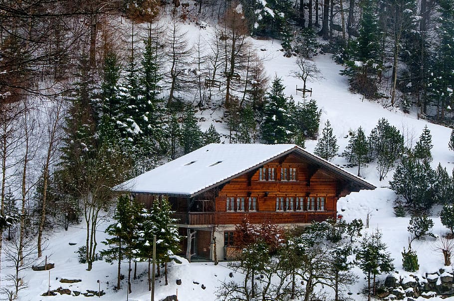 Photo of Chalet in the Forest, cold, conifers, daylight, fir trees HD wallpaper