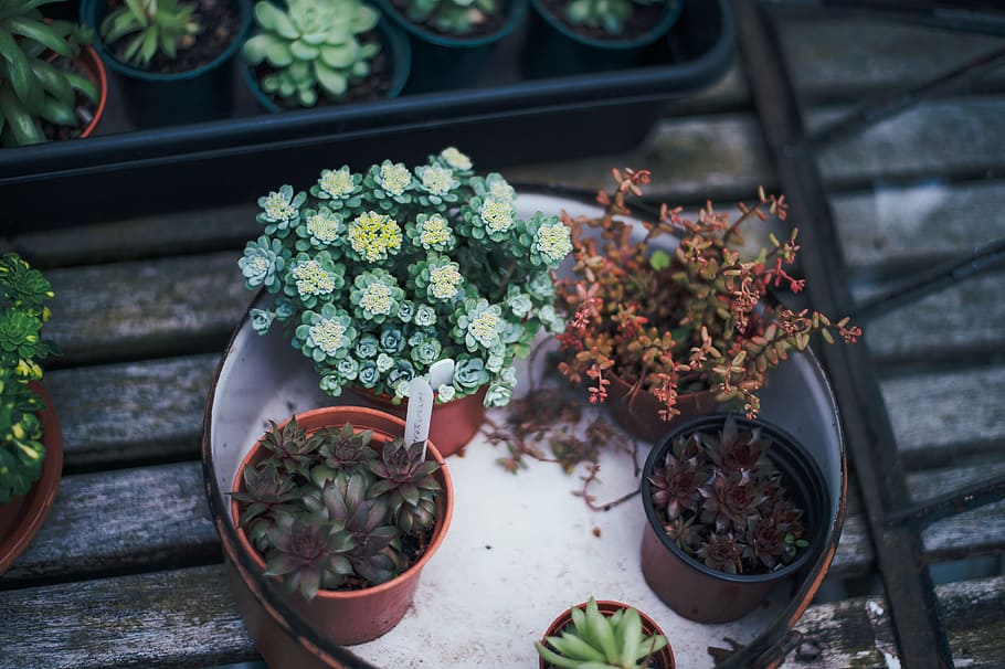 several succulent plants on white tray, plant with pots on basin HD wallpaper