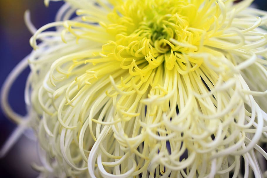 Chrysanthemum, Yellow, White, Flower, close-up, nature, food HD wallpaper
