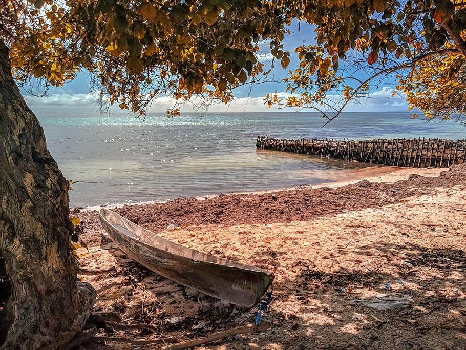 boat, beach, the sea, view, tree, water, plant, nature, land HD wallpaper