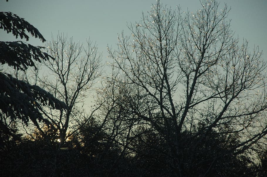 Trees, Silhouette, Forest, Woods, branches, nature, environment HD wallpaper