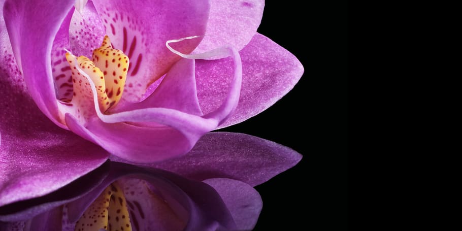 orchid, blossom, bloom, flower, plant, macro, close, mirror HD wallpaper