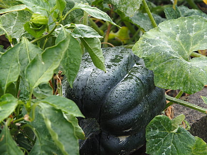 pumpkin, bio, vegetables, garden, nature, hokkaido, ecologically HD wallpaper