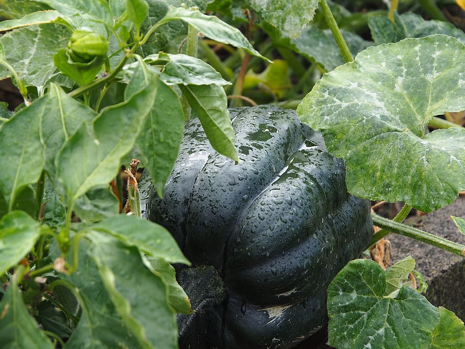 pumpkin, bio, vegetables, garden, nature, hokkaido, ecologically HD wallpaper