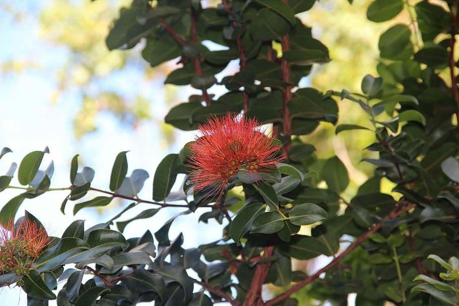 Flower, Tropical, Nature, Hawaiian, red, exotic, tropical flowers HD wallpaper