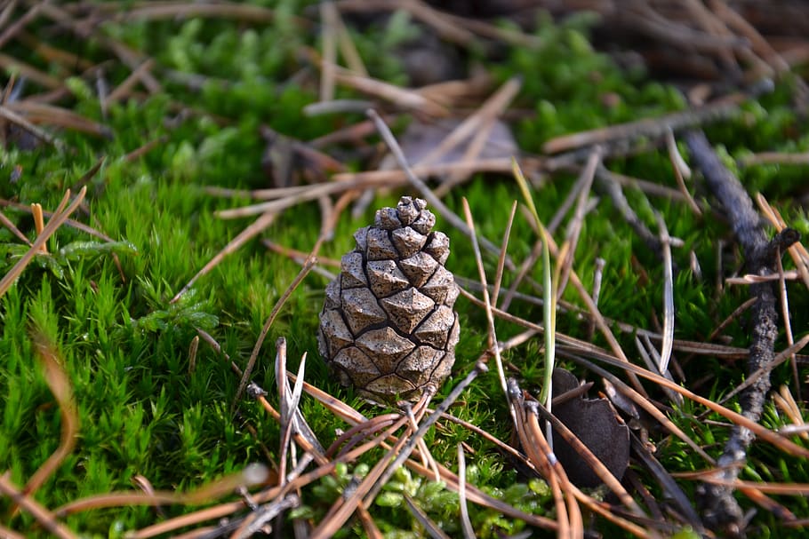 pine cone, forest, needles, coniferous, nature, plant, christmas tree HD wallpaper