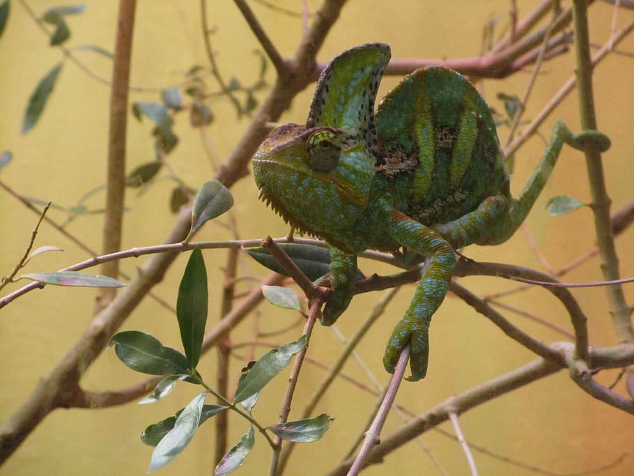 chameleon, lizard, branches, animal, green, brown, portrait HD wallpaper