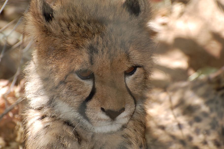 cheetah, cub, spots, animal, africa, predator, young, fast HD wallpaper