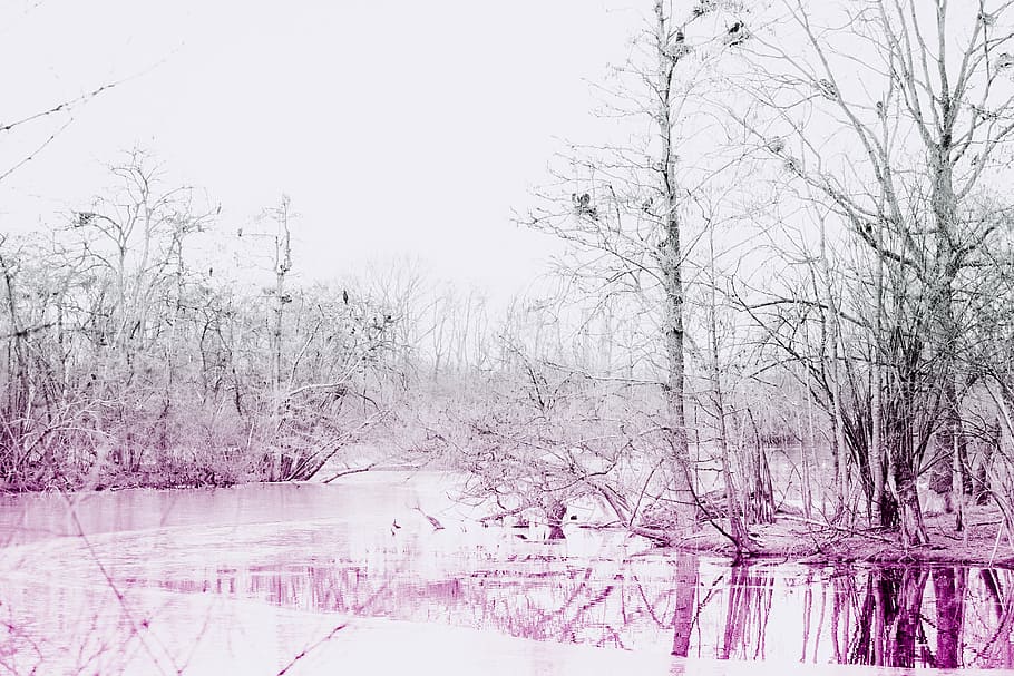 body of water near trees, photo of body of water between trees HD wallpaper
