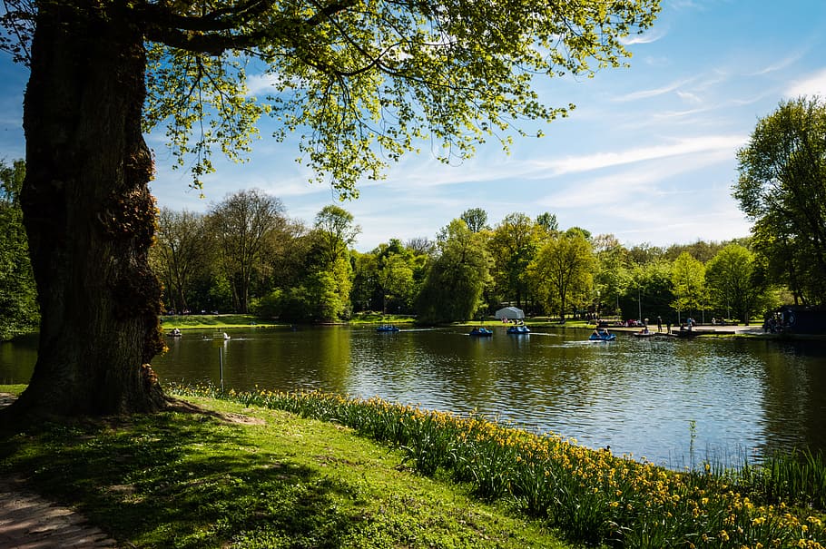 Green Leafed Tree Beside Body of Water, boats, grass, lake, landscape HD wallpaper