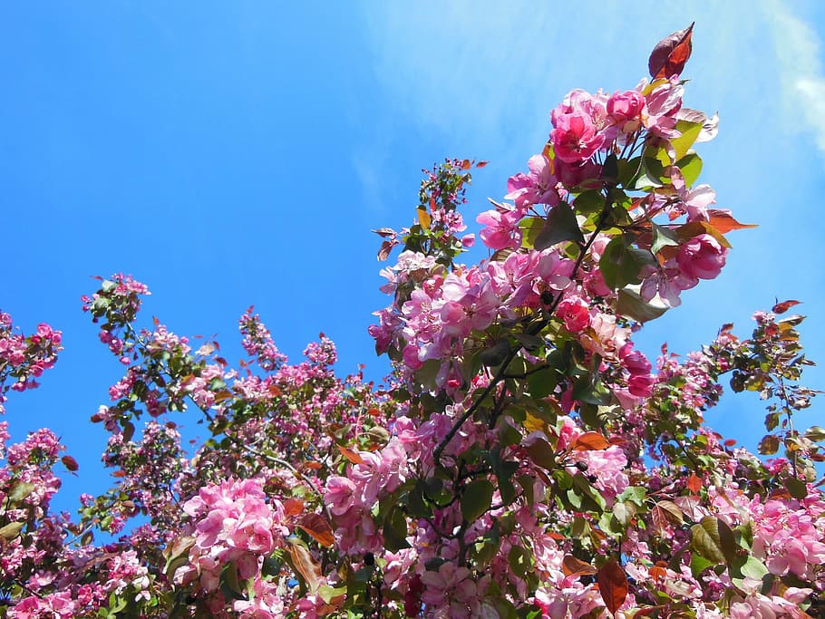 pink petaled flowers under blue sky, japanese cherry, blossom, HD wallpaper
