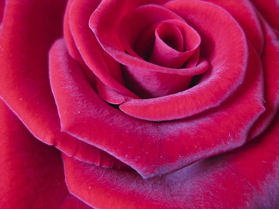 rose, red, flower, macro, close, love, romance, bloom, petals HD wallpaper