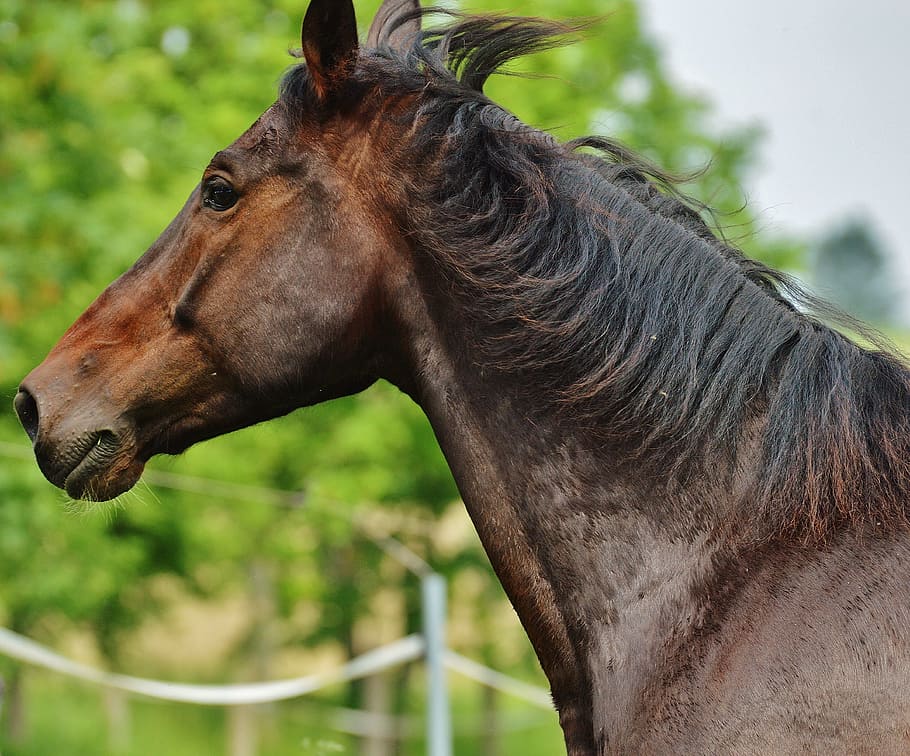 horse, coupling, stallion, eat, paddock, brown, meadow, pasture HD wallpaper