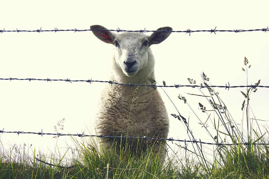 white lamb on grass, sheep, ireland, animal, farm, nature, mammal HD wallpaper