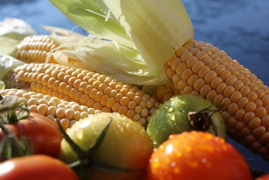 corn, corn on the cob, tomatoes, vegetables, fruit, food, nature HD wallpaper