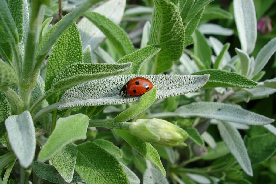 ladybug on green leafed, sage, plant, summer, animal, nature HD wallpaper